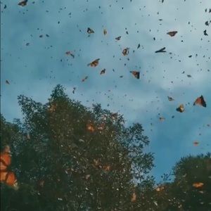 Meet your Posher, Jazzmin